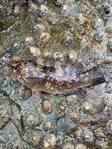Ballan Wrasse