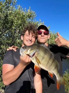 European Perch