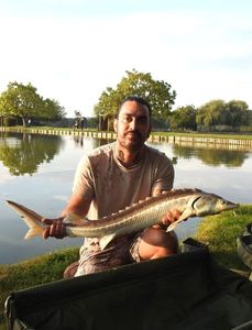 Danube Sturgeon