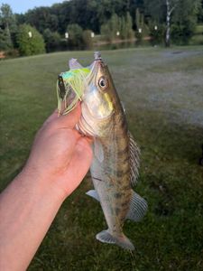 Zander
