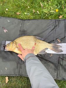 Common Bream