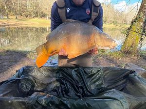 Mirror Carp