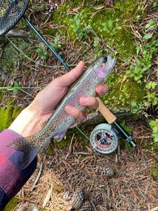 Rainbow Trout