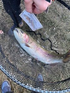 Rainbow Trout