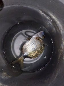 Gilthead Seabream