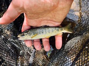 Brown Trout