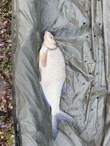 Common Bream