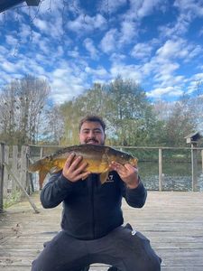 Mirror Carp