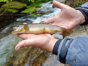 Brown Trout