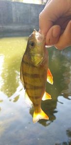 European Perch