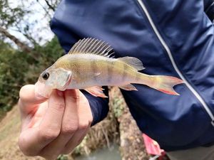European Perch