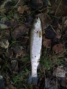 Rainbow Trout