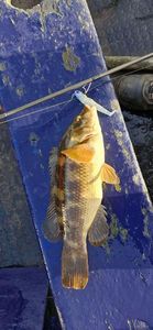 Ballan Wrasse