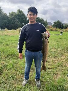 saumon