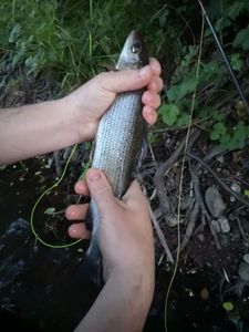 Grayling