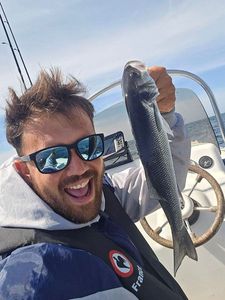 European Bass (Seabass)