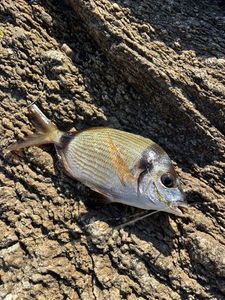 Common Two-Banded Seabream