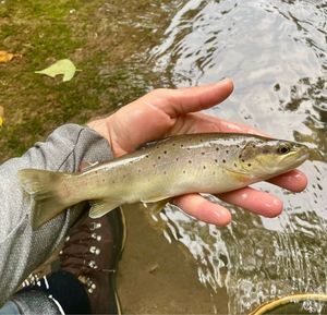 Brown Trout