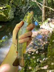 Brown Trout