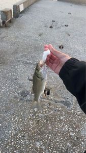 European Bass (Seabass)