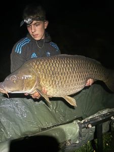 Common Carp