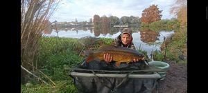 Common Carp