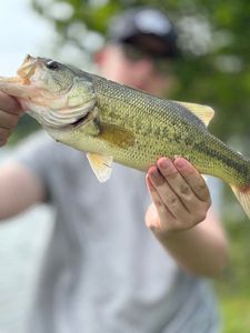 Largemouth Bass