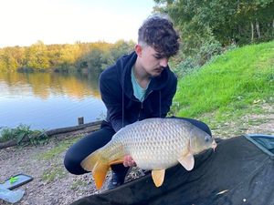 Common Carp