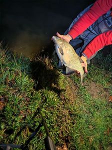 Common Bream