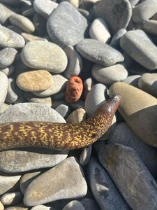 Mediterranean Moray