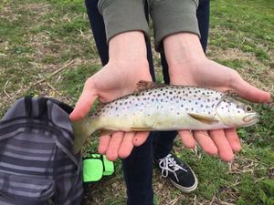 Brown Trout
