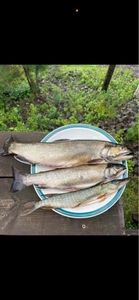 Brook Trout