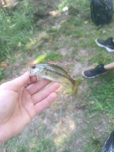 Largemouth Bass
