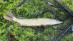 Northern Pike