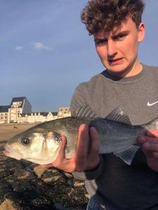 European Bass (Seabass)