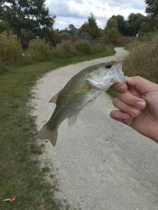 Largemouth Bass