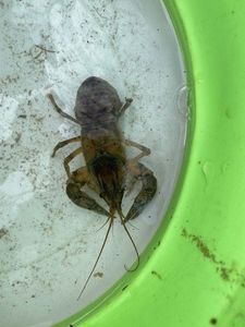 Red Swamp Crayfish