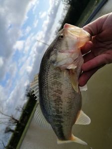 Largemouth Bass