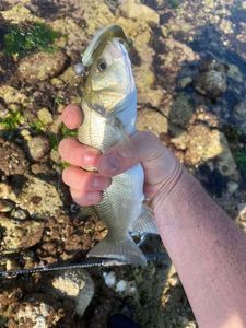 European Bass (Seabass)