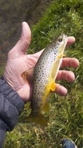 Brown Trout