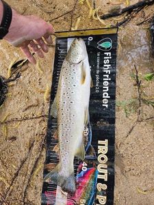 Brown Trout