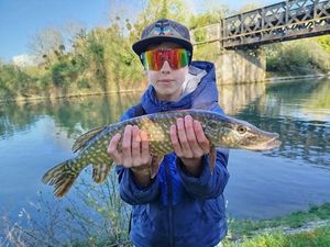 Chain Pickerel