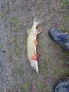 Northern Pike
