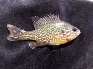 Green Sunfish