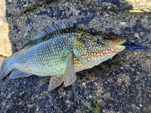 Ballan Wrasse