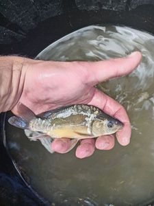 Mirror Carp