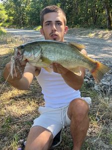 Largemouth Bass