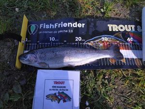 Rainbow Trout