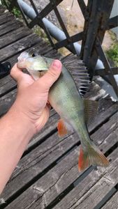 European Perch