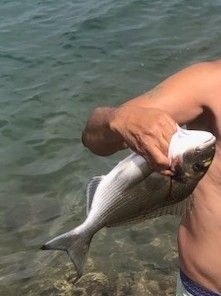 Gilthead Seabream